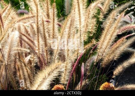 Brunnengras Rispen Ziergräser Blumen, Pennisetum, September Gras Stockfoto