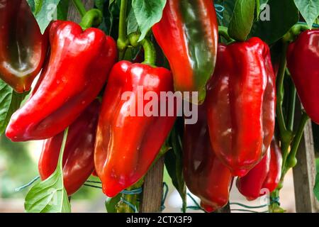 Leckere rote Paprika wächst und reift auf einer Pflanze Stockfoto