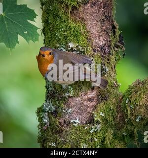 Ein Rotkehlchen, erithacus Rubecula, sitzend auf einem Zweig in einem Garten Bush in Schottland gehockt Stockfoto