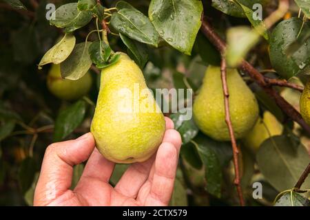 Bio-Obst. Gesunde Ernährung. Frische Birne in den Händen der Bauern. Birnen auf Reife prüfen. Hand des Mannes pflückt ein frisches Obst. Stockfoto