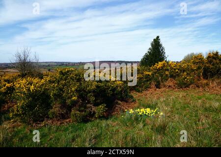 Gemeiner Gorse (Ulex europaeus) und Narzissen blühen neben dem Wealdway Fußweg in der Nähe von Kings Standing, Ashdown Forest, East Sussex, England Stockfoto