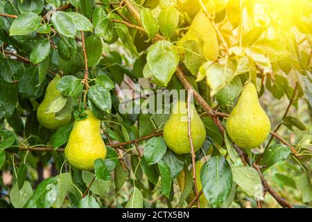 Reife saftige Birne auf einem Baum im Garten in der Sonne an einem sonnigen Tag. Erntezeit in Asien. Stockfoto