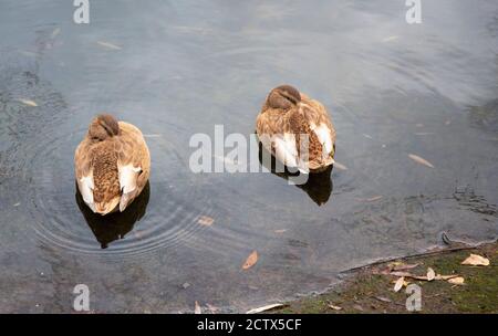 Enten schwimmen auf dem Wintersee. Männliche und weibliche Enten auf eiskalten Wasser. Sonniger Tag neben einem See mit vielen Enten auf der Wasseroberfläche. Stockfoto