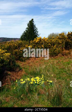 Gemeiner Gorse (Ulex europaeus) und Narzissen blühen neben dem Wealdway Fußweg in der Nähe von Kings Standing, Ashdown Forest, East Sussex, England Stockfoto