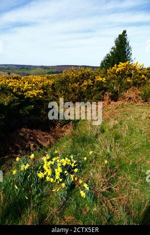 Gemeiner Gorse (Ulex europaeus) und Narzissen blühen neben dem Wealdway Fußweg in der Nähe von Kings Standing, Ashdown Forest, East Sussex, England Stockfoto