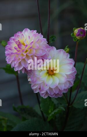 dahlia Füchse Dame, eine kleine Pom Pom Art Blume produzieren Pastellviolett und Creme Farben Stockfoto