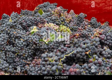 Trauben der Sorte Bobal frisch geerntet Das Weinanbaugebiet von Utiel-Requena in Spanien verladen auf die LKW, um es zum wi zu nehmen Stockfoto