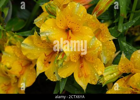 Wassertropfen auf die Alstroemeria lisa oder gelb blühende peruanerlilien Stockfoto