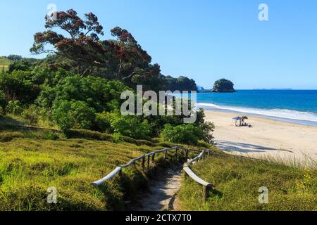 Whiritoa, Neuseeland, im Sommer. Ein Pfad führt hinunter zum Strand, vorbei an einem blühenden Pohutukawa-Baum Stockfoto