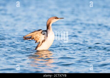 Der große Kormoran Phalacrocorax carbo in natürlichen Lebensraum. Tierfotografie Stockfoto