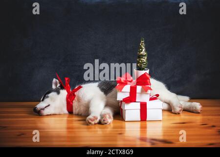 Ein kleiner weißer Hund Welpen Rasse sibirischen Husky mit roten Bogen und Geschenk-Boxen schlafen auf Holzboden. Perfektes Geburtstags- und Weihnachtsgeschenk für Ihr Kind Stockfoto