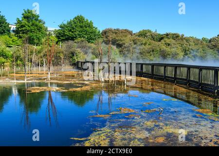 Ein geothermischer See im Kuirau Park, Rotorua, Neuseeland, mit einem Gehweg, der ihn überquert. Eine Seite ist dampfend heiß und die andere ist voller bunter Algen Stockfoto