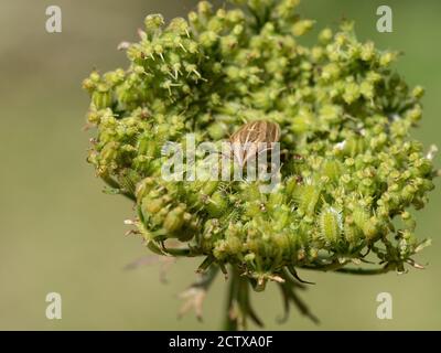 Eine Nahaufnahme eines Bishops Mitre Shield Bug (Aelia acuminata) auf einem Samenkopf der wilden Karotte ruhend Stockfoto