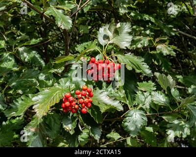 Die Blätter und leuchtend roten Beeren des midland-Weißdorns Crataegus laevigata Stockfoto