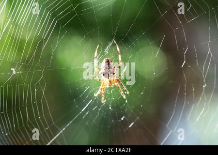 Spinne auf Spinnennetz auf verschwommenem grünen Bäumen Hintergrund. Makroaufnahme. Insektenfotografie Stockfoto