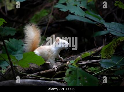 Weißes Eichhörnchen (Leukistisches rotes Eichhörnchen) Im Wald im Morgenlicht in Kanada stehen Stockfoto