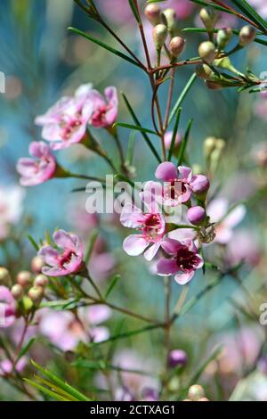 Rosa Blüten einer australischen einheimischen Geraldton Wax Sorte, CWA Pink, Chamelaucium uncinatum, Familie Myrtaceae, endemisch in Westaustralien. Winter Stockfoto