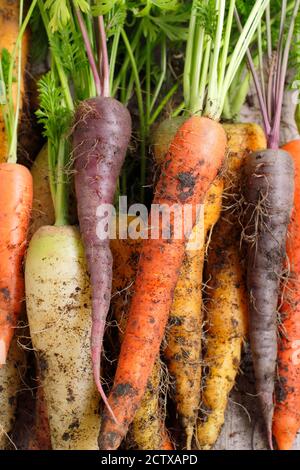 „Harlekin“-Karotten F1. Frisch aufgehobene, selbst gewachsene Regenbogen-Karottenmischung auf Gartentisch. VEREINIGTES KÖNIGREICH Stockfoto