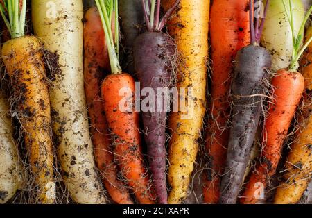 „Harlekin“-Karotten F1. Frisch aufgehobene, selbst gewachsene Regenbogen-Karottenmischung auf Gartentisch. VEREINIGTES KÖNIGREICH Stockfoto