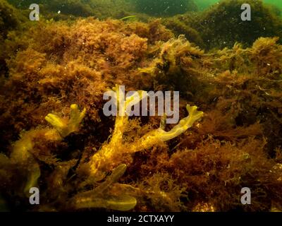 Nahaufnahme des schönen Blasenracks, Fucus vesiculosus, in einer gesunden nordeuropäischen Meeresumwelt. Bild aus Oresund, Malmö in Südschweden Stockfoto