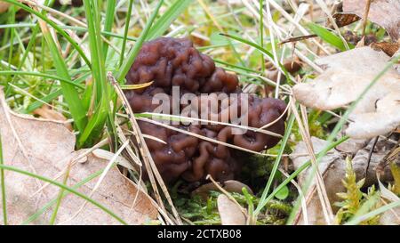 Das Beefsteak Morel (Gyromitra esculenta) ist ein tödlicher giftiger Pilz, gestapeltes Makrofoto Stockfoto