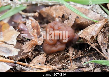 Das Beefsteak Morel (Gyromitra esculenta) ist ein tödlicher giftiger Pilz, gestapeltes Makrofoto Stockfoto