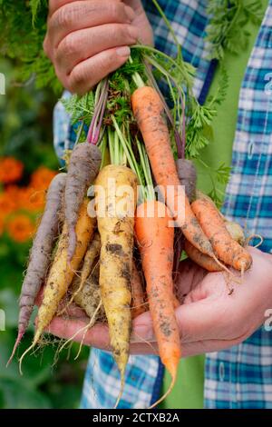 Daucus carota 'Harlequin' F1. Ein Bündel frisch angehobener, selbst angebauter Regenbogenkarotten, die vom Züchter gehalten werden. VEREINIGTES KÖNIGREICH Stockfoto