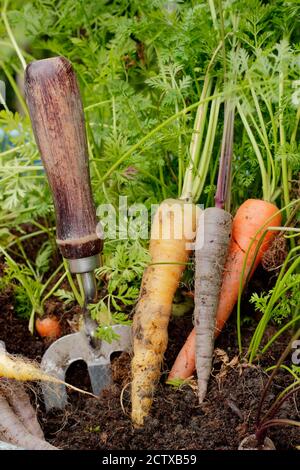 Daucus carota 'Harlequin' F1. Ernte homegrown Harlekin Karotten in einem Container in einem heimischen Gemüse Grundstück gewachsen. VEREINIGTES KÖNIGREICH Stockfoto