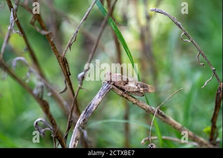 Ein oedipoda caerulescens auf der Vegetation in der Sommerperiode Stockfoto