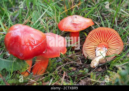Der Karmesinwaxcap (Hygrocybe pinucea) ist ein ungenießbarer Pilz, gestapeltes Makrofoto Stockfoto