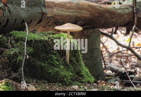 Der Wurzelschaft (Hymenopellis radicata) ist ein essbarer Pilz, gestapeltes Makrofoto Stockfoto