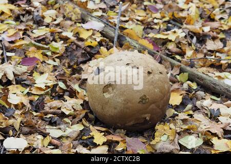 Der Riesenpuffball (Langermannia gigantea) ist ein essbarer Pilz, gestapeltes Makrofoto Stockfoto