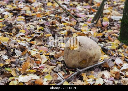 Der Riesenpuffball (Langermannia gigantea) ist ein essbarer Pilz, gestapeltes Makrofoto Stockfoto