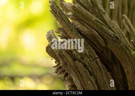 Amerikanischer Ostchipmunk (Tamias striatus) Beobachtet die Umgebung von einem alten Baumstumpf Stockfoto