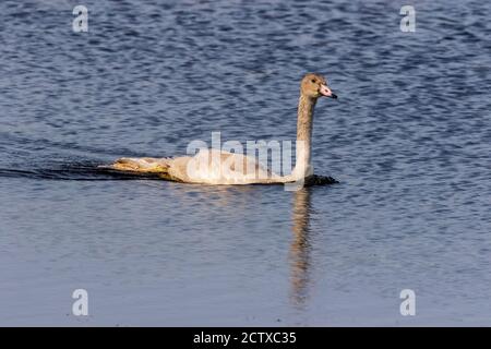 Juveniler Trompeter Schwan im Herbst Stockfoto