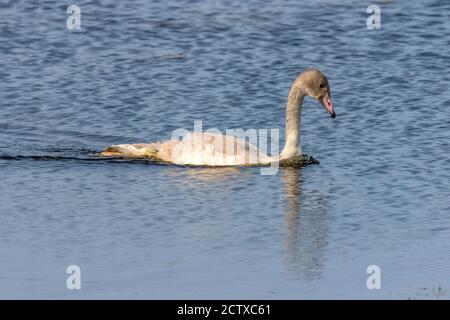 Juveniler Trompeter Schwan im Herbst Stockfoto