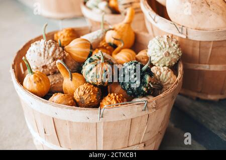 Rote Kürbisse in Körben von Laden auf dem Bauernhof. Herbsternte. Bewahren Sie die Dekoration im Freien auf. Thanksgiving und Halloween-Urlaub Vorbereitungen. Bunte Fré Stockfoto