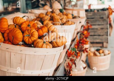 Rote Kürbisse in Körben von Laden auf dem Bauernhof. Herbsternte. Bewahren Sie die Dekoration im Freien auf. Thanksgiving und Halloween-Urlaub Vorbereitungen. Bunte Fré Stockfoto