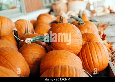 Rote Kürbisse in Körben von Laden auf dem Bauernhof. Herbsternte. Bewahren Sie die Dekoration im Freien auf. Thanksgiving und Halloween-Urlaub Vorbereitungen. Bunte Fré Stockfoto