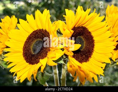 Sonnenblumen Stockfoto