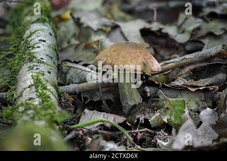 Der Hazel Bolete (Leccinum pseudoscabrum) ist ein essbarer Pilz, gestapelt Makro-Foto Stockfoto