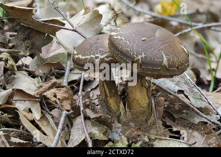 Der Hazel Bolete (Leccinum pseudoscabrum) ist ein essbarer Pilz, gestapelt Makro-Foto Stockfoto