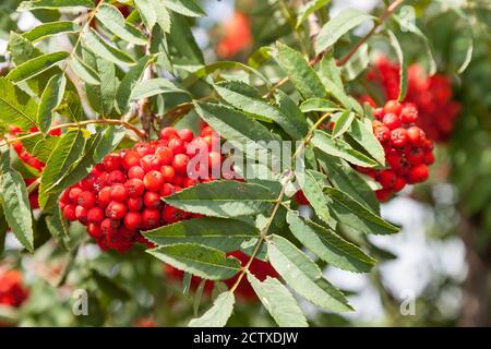 Rowan-Baum mit leuchtend roten Beeren auf Ästen mit grünen langen gezackten Blättern an einem Herbsttag im Garten. Hintergrund für Notizbücher, cale Stockfoto