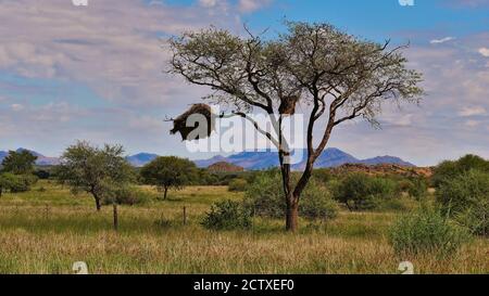 Einsame stehende Baum mit großen geselligen Weber (philetairus socius) Vogel Nester in der Nähe der Straße in kalahari Wüste, Namibia. Stockfoto