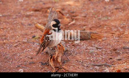 Süßer kleiner geselliger Webervogel (philetairus socius), der auf einem toten Holzzweig in Sossusvlei, Namibia, sitzt. Stockfoto