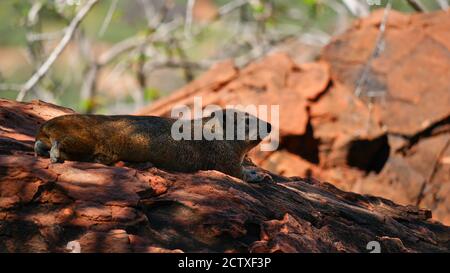 Grimmiges Gesteinshyrax (auch Kaphyrax, procavia capensis) Entspannung auf Felsen im Schatten am Waterberg Plateau, Kalahari Wüste, Namibia, Afrika. Stockfoto