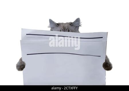 Reinrassige Lesung sibirische Katze mit leerer Zeitung isoliert auf weißem Hintergrund. Texturierter Hintergrund für Nachrichtenpapier. Mockup Zeitungspapier. Leerer Raum für den Punkt