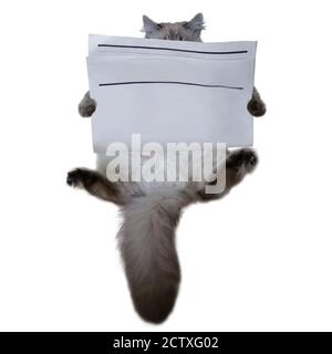Reinrassige Lesung sibirische Katze mit leerer Zeitung isoliert auf weißem Hintergrund. Texturierter Hintergrund für Nachrichtenpapier. Mockup Zeitungspapier. Leerer Raum für den Punkt
