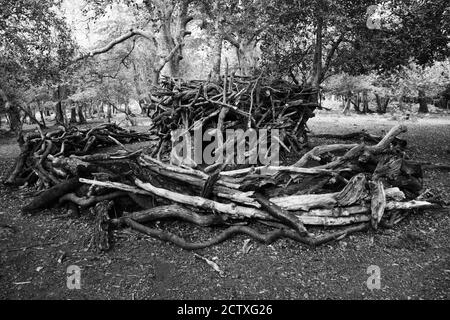 Hovel, Stock Fort, Hütte, Basis oder Lager aus Ästen in gespenstischen unheimlichen Wäldern Stockfoto