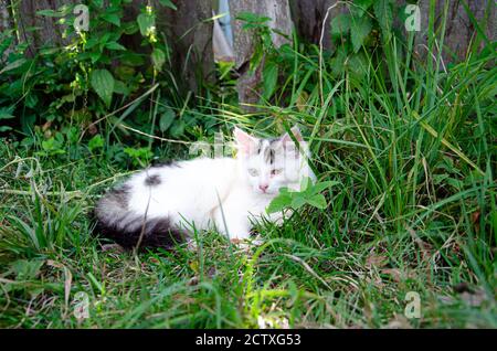 Ein Junge mit Katze schwarz hellen Streifen liegt traurig auf dem Gras. Stockfoto